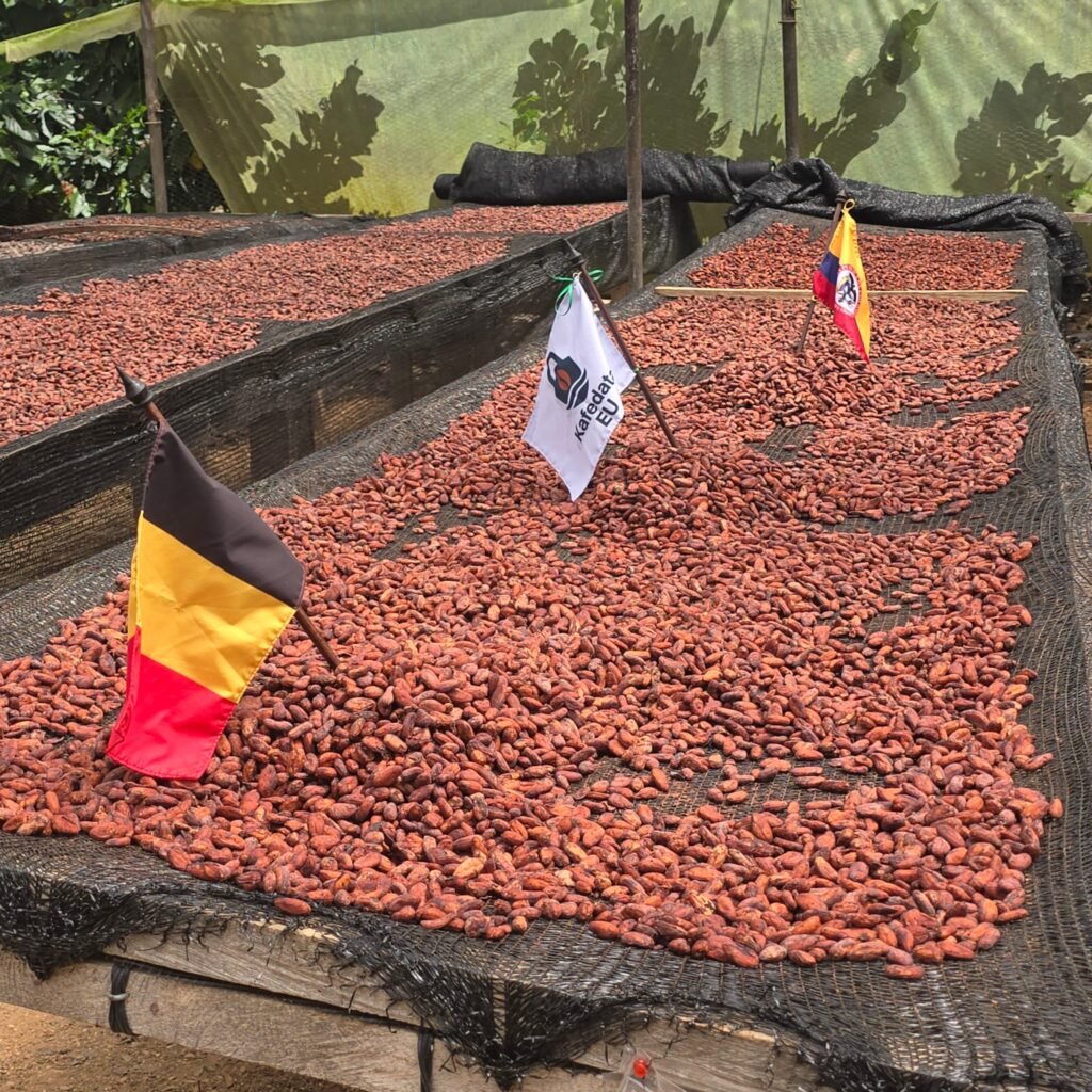 cacao camas africanas